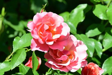 Yaz bahçesinde açan güzel çiçekler, doğa konsepti arka planı.