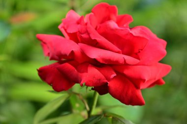 Yaz bahçesinde açan güzel çiçekler, doğa konsepti arka planı.