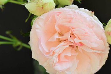 Yaz bahçesinde açan güzel çiçekler, doğa konsepti arka planı.