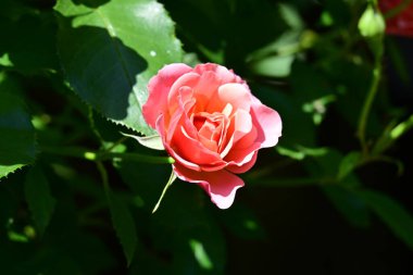 Yaz bahçesinde açan güzel çiçekler, doğa konsepti arka planı.