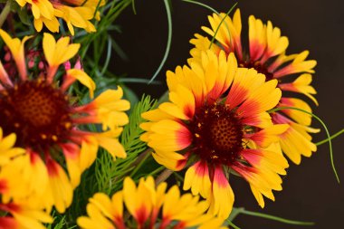 Yaz bahçesinde açan güzel çiçekler, doğa konsepti arka planı.