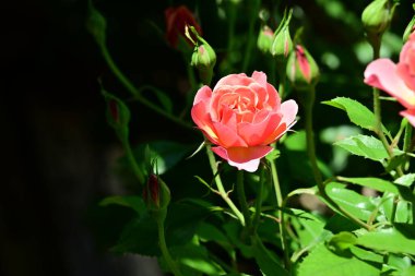 Koyu arkaplanda güzel pembe güller