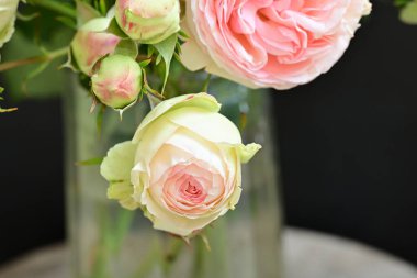 Koyu arkaplanda güzel pembe güller