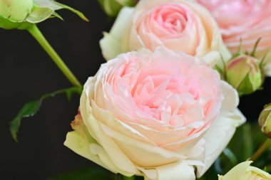 Koyu arkaplanda güzel pembe güller