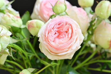 Koyu arkaplanda güzel pembe güller