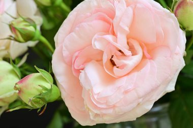 Koyu arkaplanda güzel pembe güller