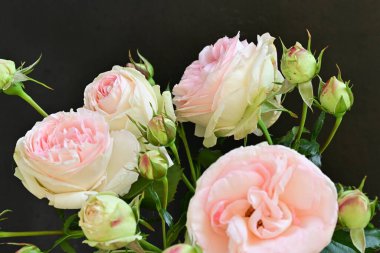 Koyu arkaplanda güzel pembe güller