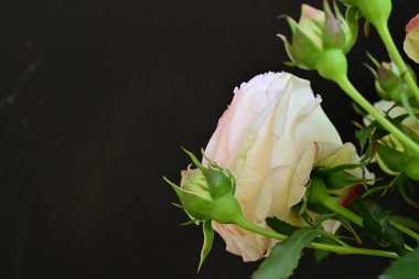 Koyu arkaplanda güzel pembe güller