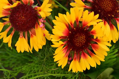 Yaz bahçesinde açan güzel çiçekler, doğa konsepti arka planı.