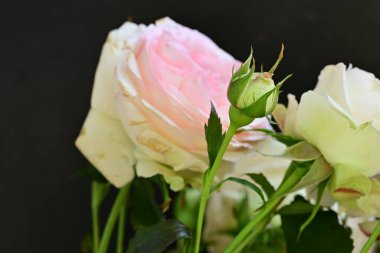 Koyu arkaplanda güzel pembe güller