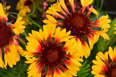 Yaz bahçesinde açan güzel çiçekler, doğa konsepti arka planı.