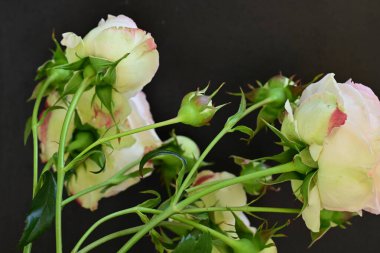 Koyu arkaplanda güzel pembe güller