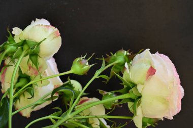 Koyu arkaplanda güzel pembe güller