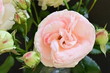 Koyu arkaplanda güzel pembe güller