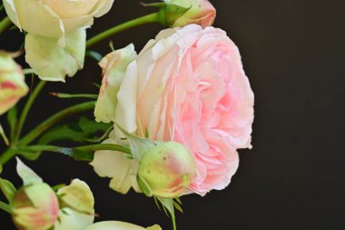 Koyu arkaplanda güzel pembe güller