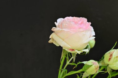 Koyu arkaplanda güzel pembe güller
