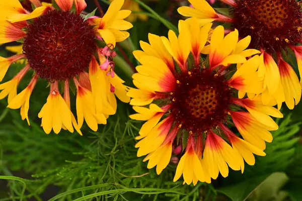 Yaz bahçesinde açan güzel çiçekler, doğa konsepti arka planı.