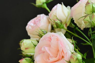 Koyu arkaplanda güzel pembe güller