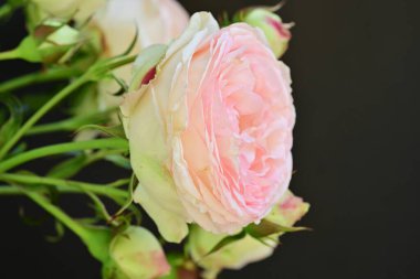 Koyu arkaplanda güzel pembe güller