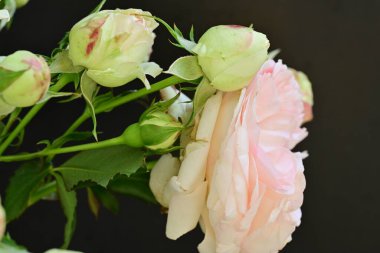 Koyu arkaplanda güzel pembe güller