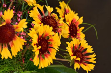 Yaz bahçesinde açan güzel çiçekler, doğa konsepti arka planı.