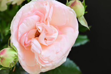 Koyu arkaplanda güzel pembe güller