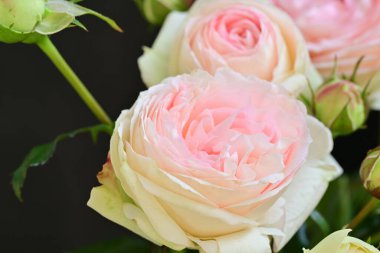 Koyu arkaplanda güzel pembe güller