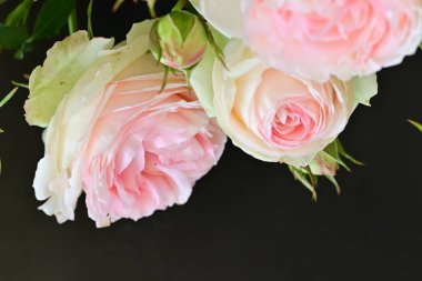 Koyu arkaplanda güzel pembe güller