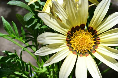 Yaz bahçesinde açan güzel çiçekler, doğa konsepti arka planı.