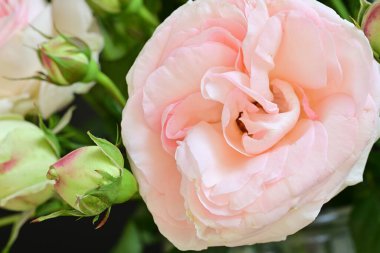 Koyu arkaplanda güzel pembe güller