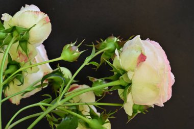 Koyu arkaplanda güzel pembe güller