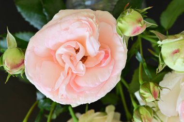 Koyu arkaplanda güzel pembe güller