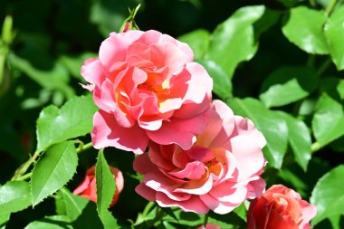 Koyu arkaplanda güzel pembe güller