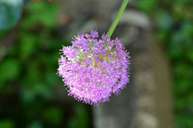 Yaz bahçesinde açan güzel çiçekler, doğa konsepti arka planı.