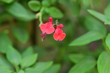 Yaz bahçesinde açan güzel çiçekler, doğa konsepti arka planı.