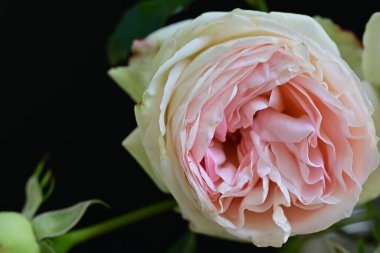 Koyu arkaplanda güzel pembe güller