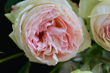 Koyu arkaplanda güzel pembe güller