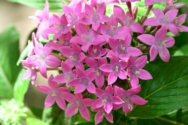 Yaz bahçesinde açan güzel çiçekler, doğa konsepti arka planı.