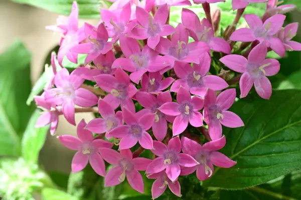 Yaz bahçesinde açan güzel çiçekler, doğa konsepti arka planı.