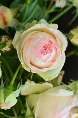 Koyu arkaplanda güzel pembe güller