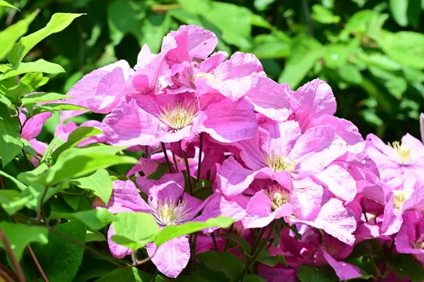 Yaz bahçesinde açan güzel çiçekler, doğa konsepti arka planı.