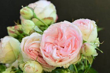 Koyu arkaplanda güzel pembe güller