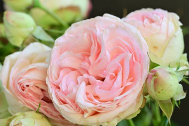 Koyu arkaplanda güzel pembe güller