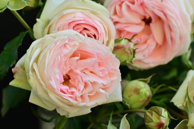 Koyu arkaplanda güzel pembe güller