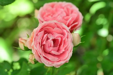 Koyu arkaplanda güzel pembe güller