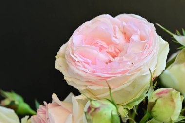 Koyu arkaplanda güzel pembe güller