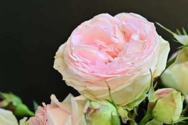 Koyu arkaplanda güzel pembe güller