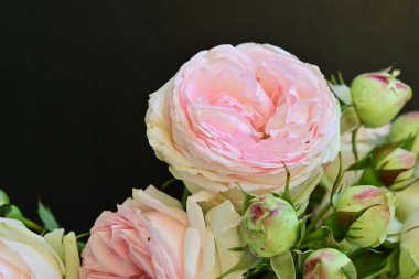 Koyu arkaplanda güzel pembe güller