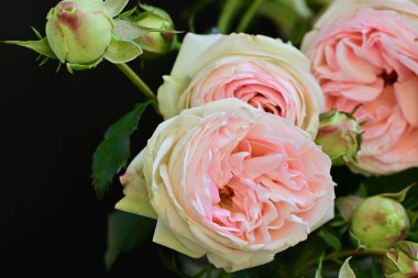 Koyu arkaplanda güzel pembe güller