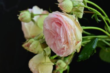 Koyu arkaplanda güzel pembe güller